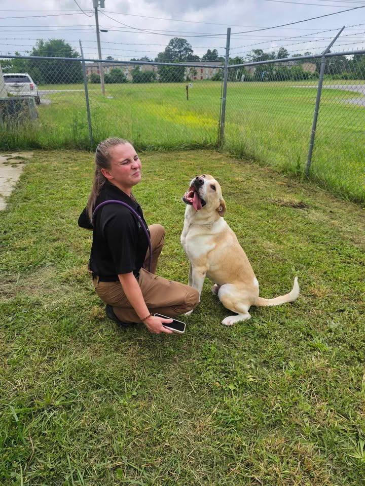 Enlarge Wallace, a Adoptable Labrador Retriever in Shelbyville, TN image 3/6