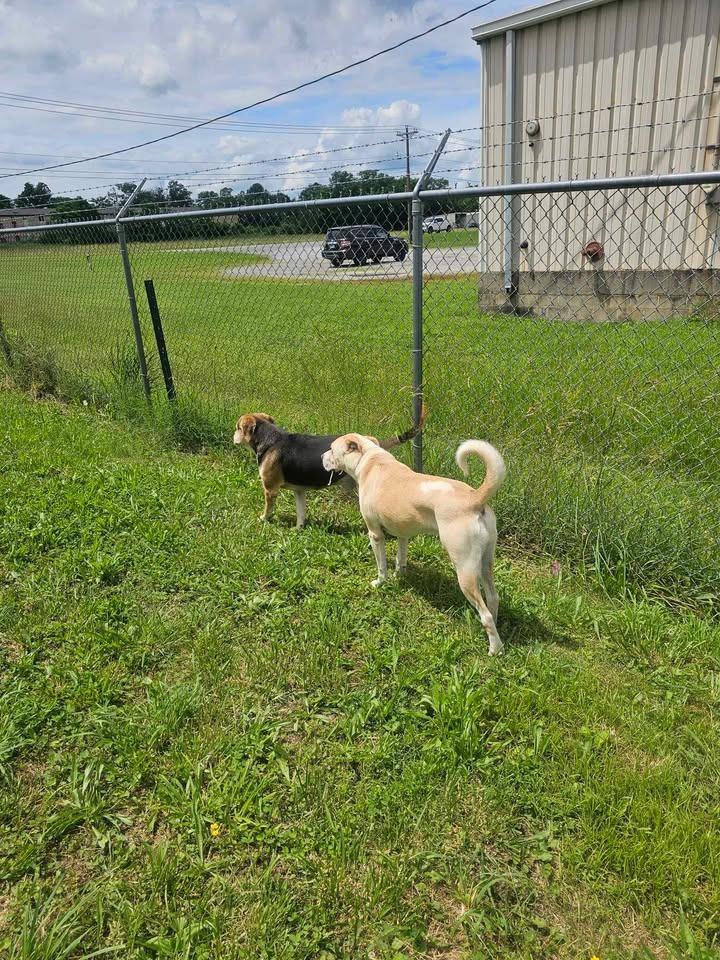 Wallace, a Adoptable Labrador Retriever in Shelbyville, TN image 2/6