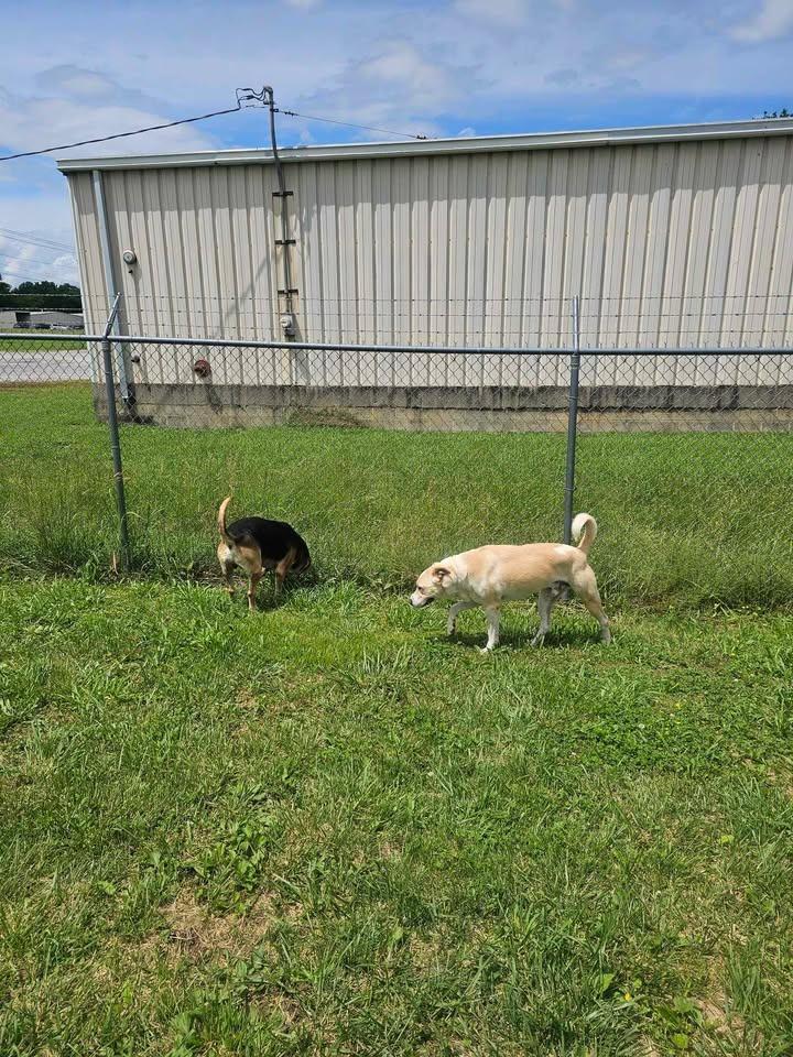 Enlarge Wallace, a Adoptable Labrador Retriever in Shelbyville, TN image 4/6