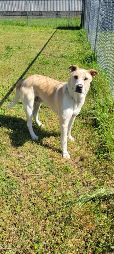 Enlarge Wallace, a Adoptable Labrador Retriever in Shelbyville, TN image 5/6