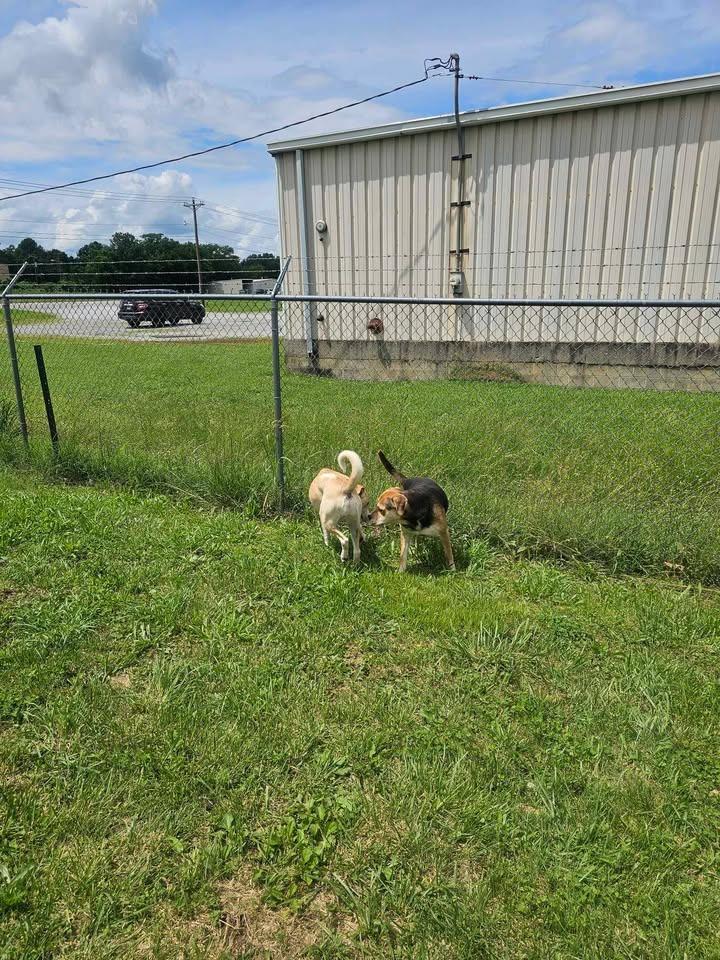 Enlarge Wallace, a Adoptable Labrador Retriever in Shelbyville, TN image 6/6