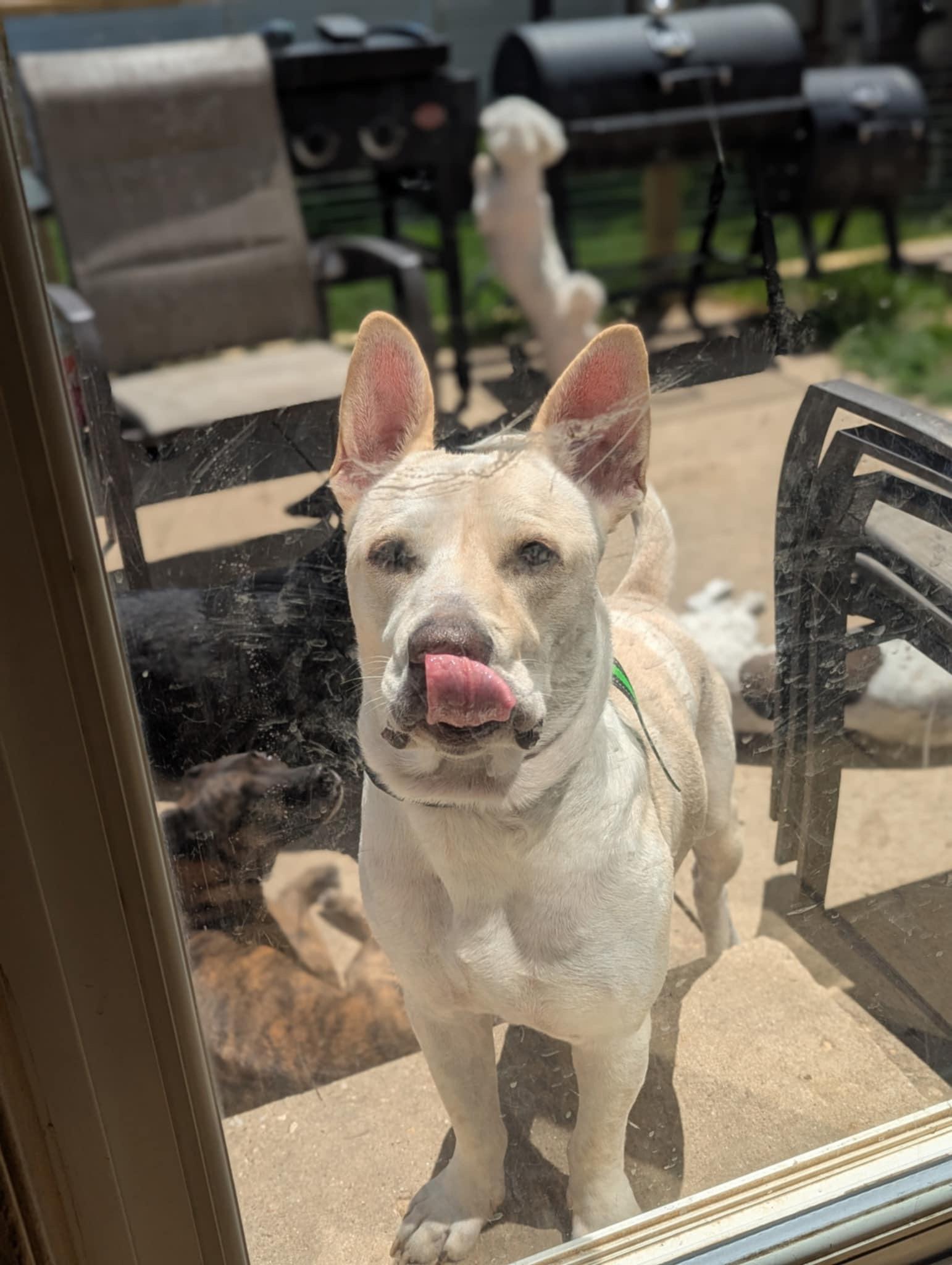 Koda the lovely mixed breed!