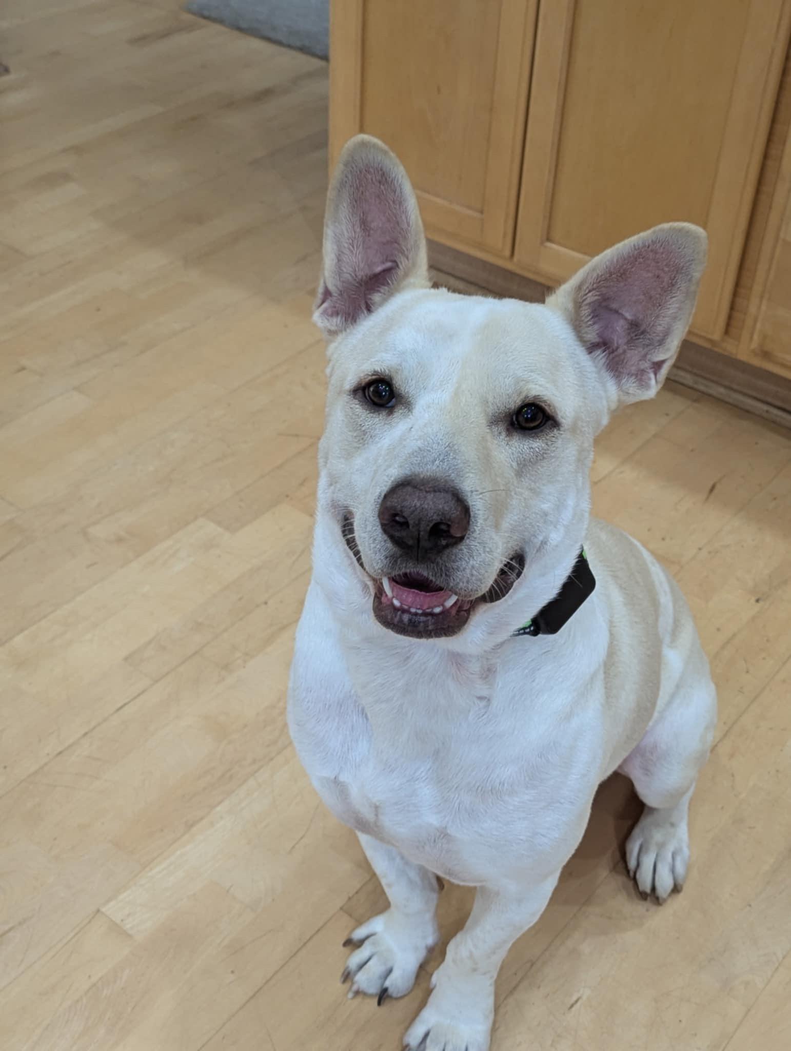 Koda the lovely mixed breed!, Adult Male American Bulldog