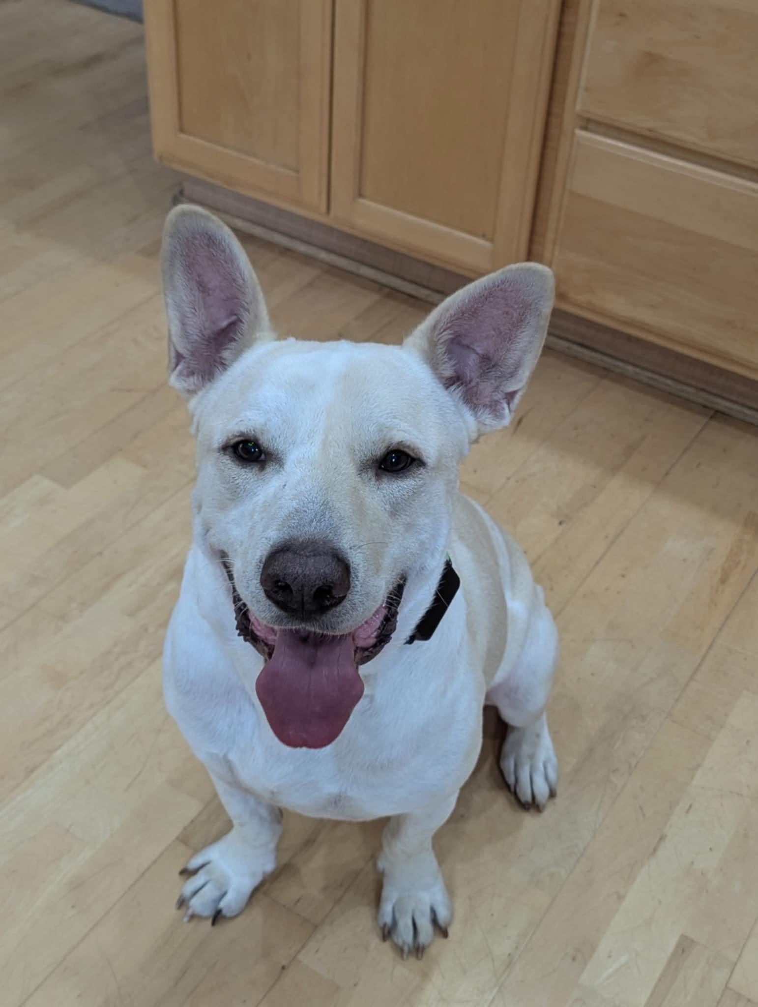 Koda the lovely mixed breed!