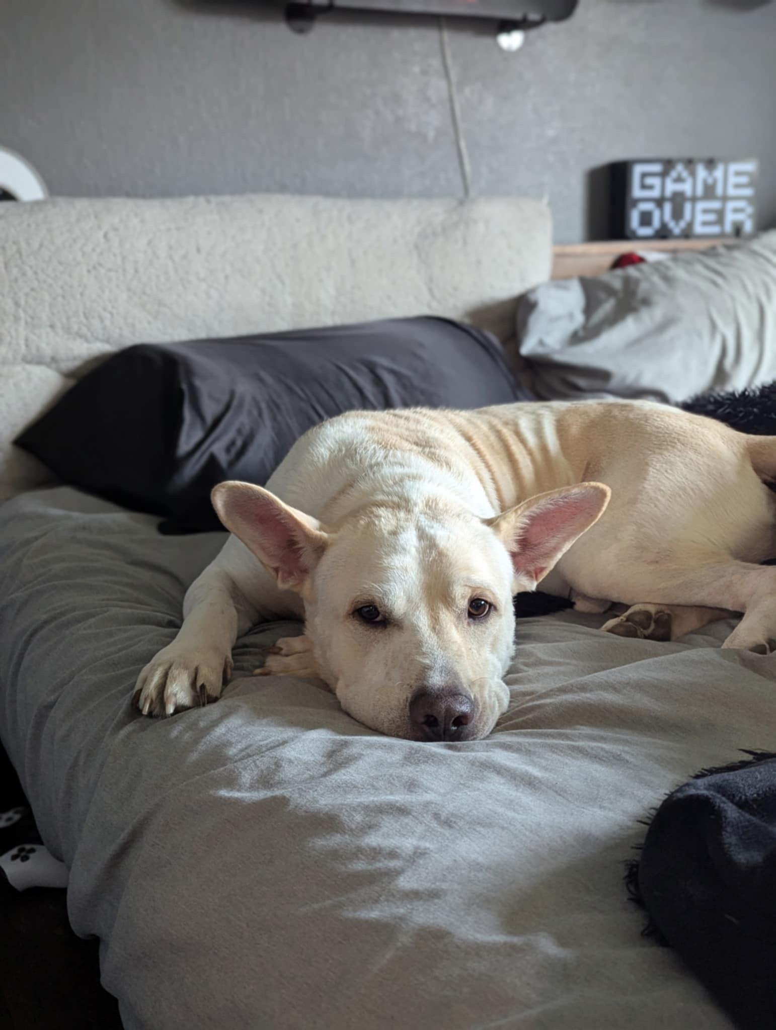 Koda the lovely mixed breed!