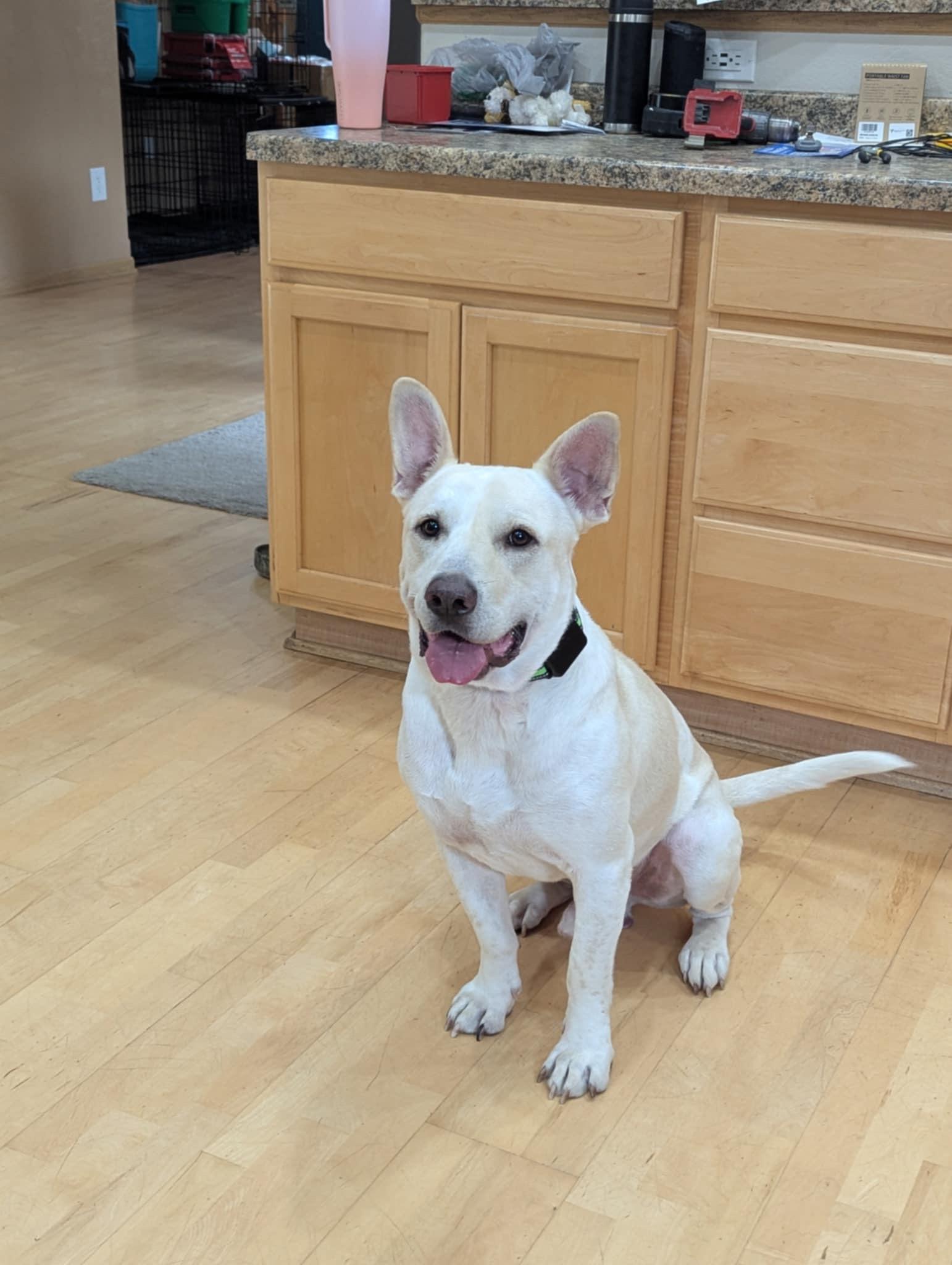 Koda the lovely mixed breed!