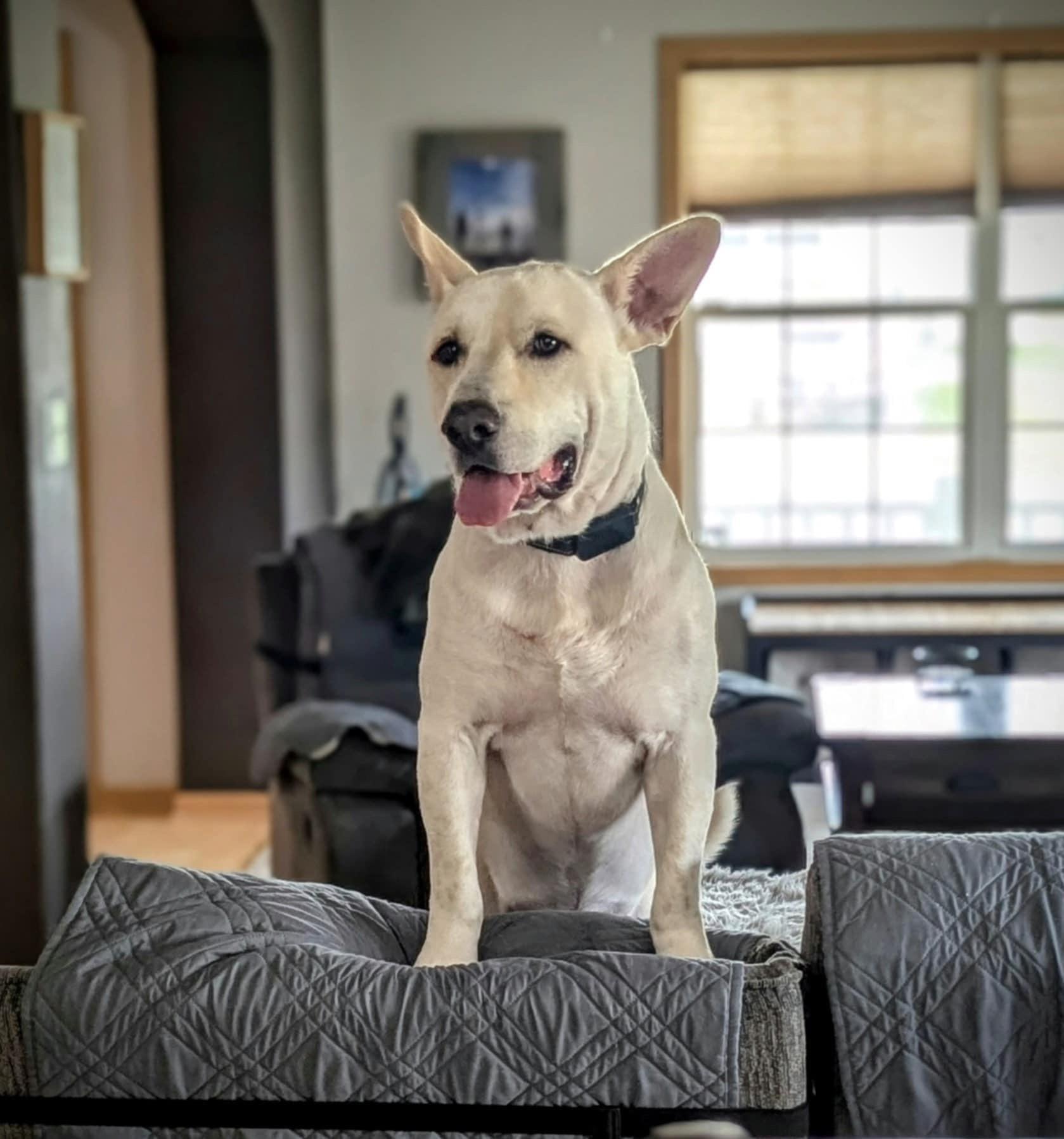 Koda the lovely mixed breed!