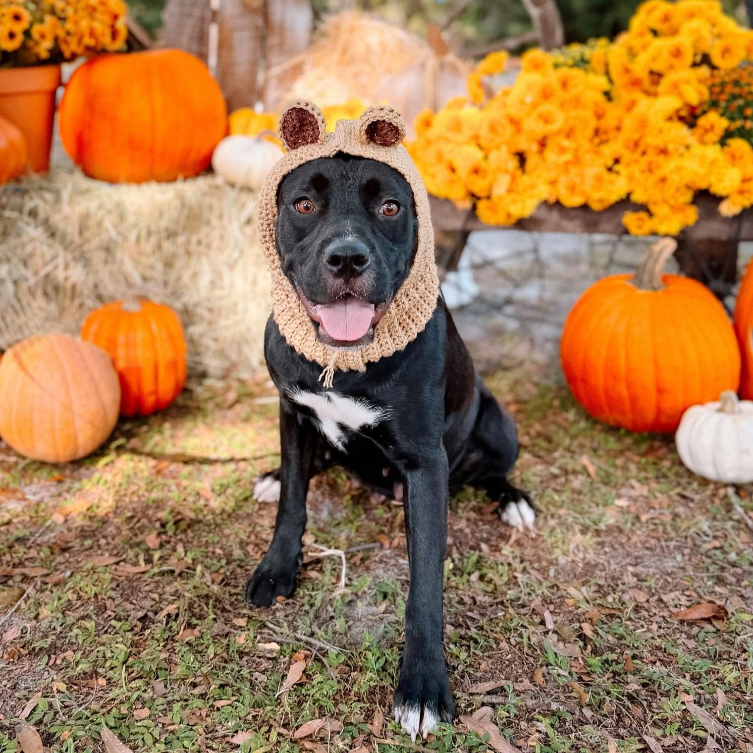Enlarge Fern, a Adoptable Mixed Breed in Umatilla, FL image 2/5