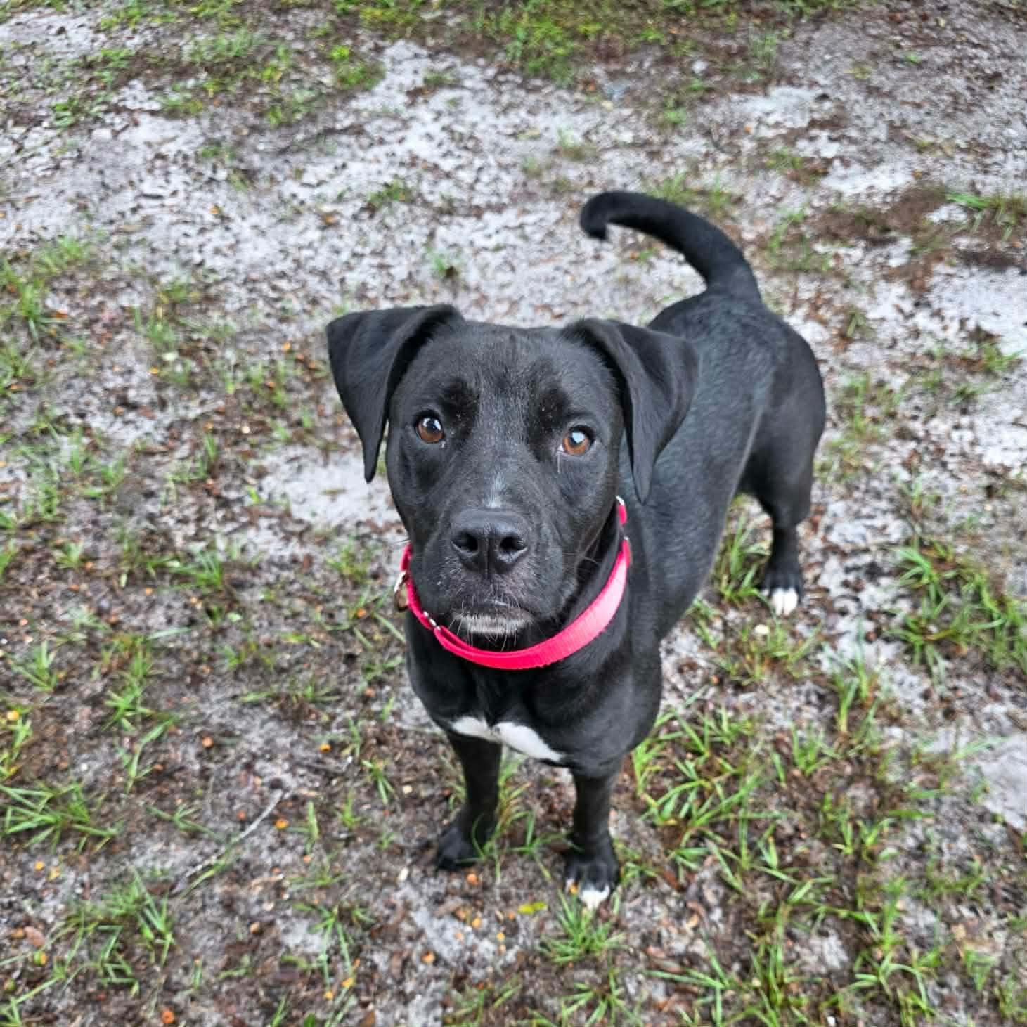 Enlarge Fern, a Adoptable Mixed Breed in Umatilla, FL image 3/5