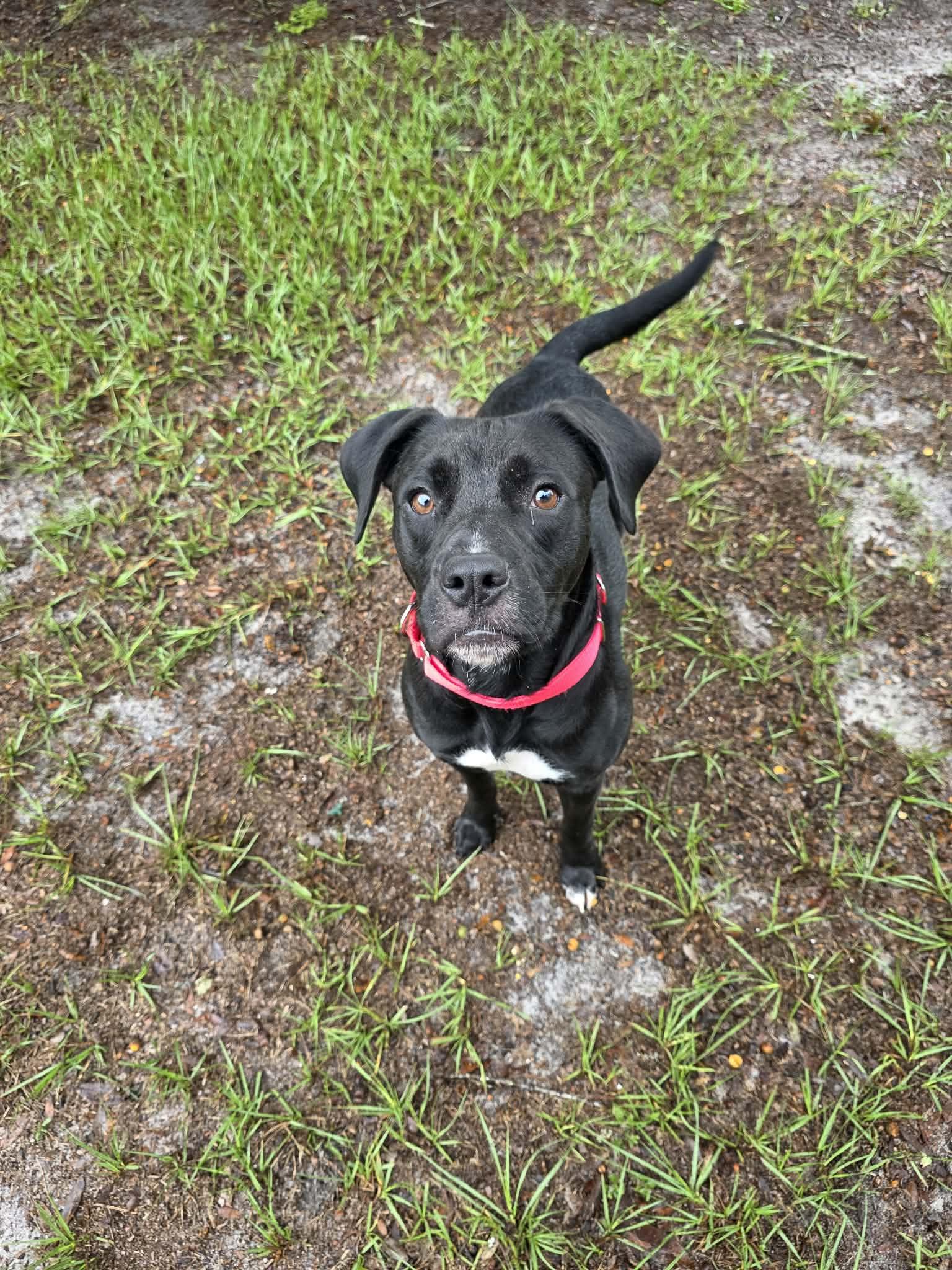 Enlarge Fern, a Adoptable Mixed Breed in Umatilla, FL image 5/5
