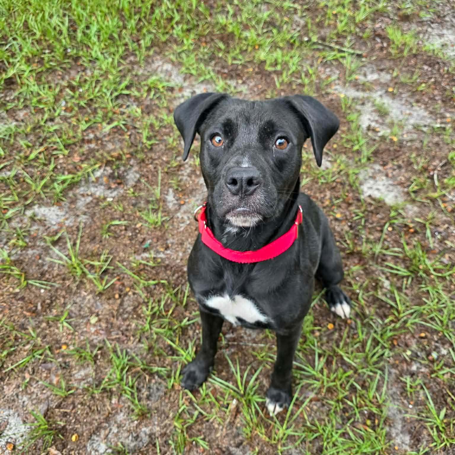 Enlarge Fern, a Adoptable Mixed Breed in Umatilla, FL image 4/5