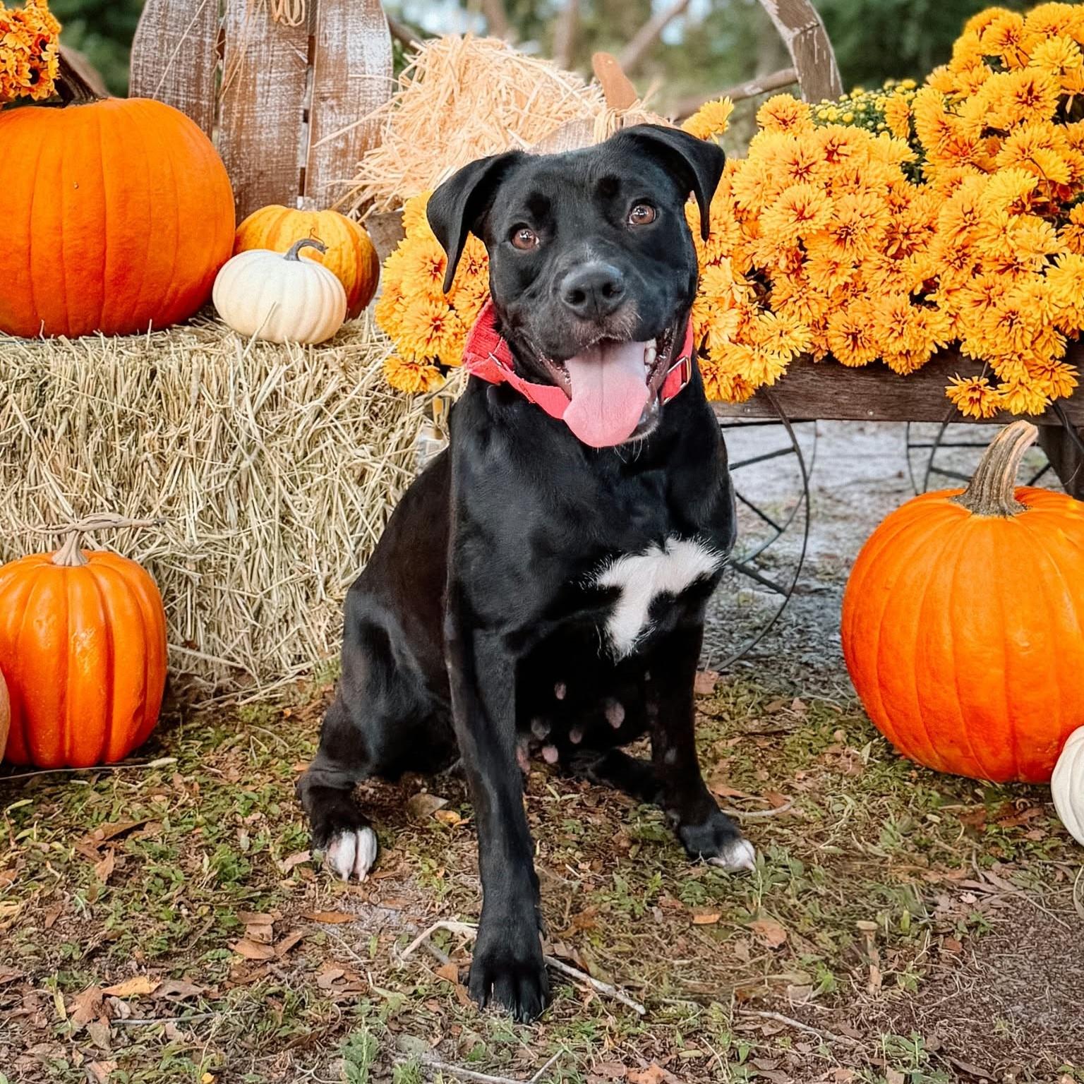 Enlarge Fern, a Adoptable Mixed Breed in Umatilla, FL image 1/5