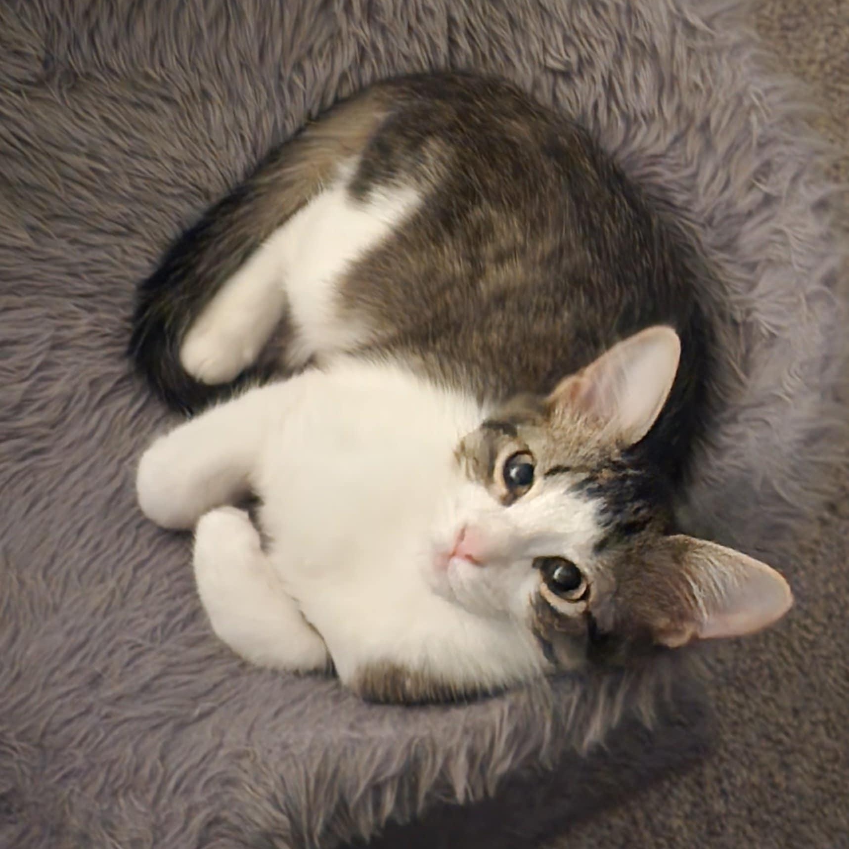 Babybel, Adoptable, Kitten Female Domestic Short Hair.