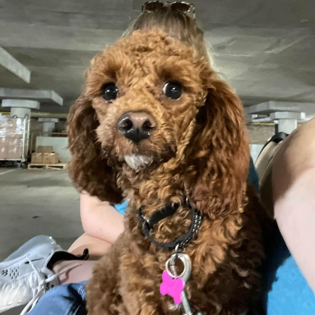 Ginger, Adoptable, Young Female Cavalier King Charles Spaniel & Miniature Poodle.