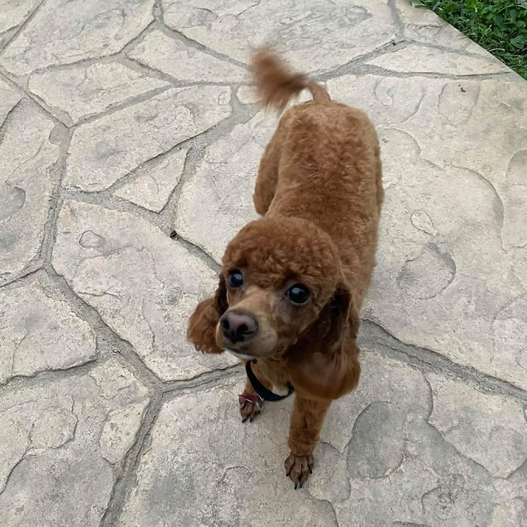 Enlarge Ginger, a Adoptable mixed breed in Sinking Spring, PA image 2/4