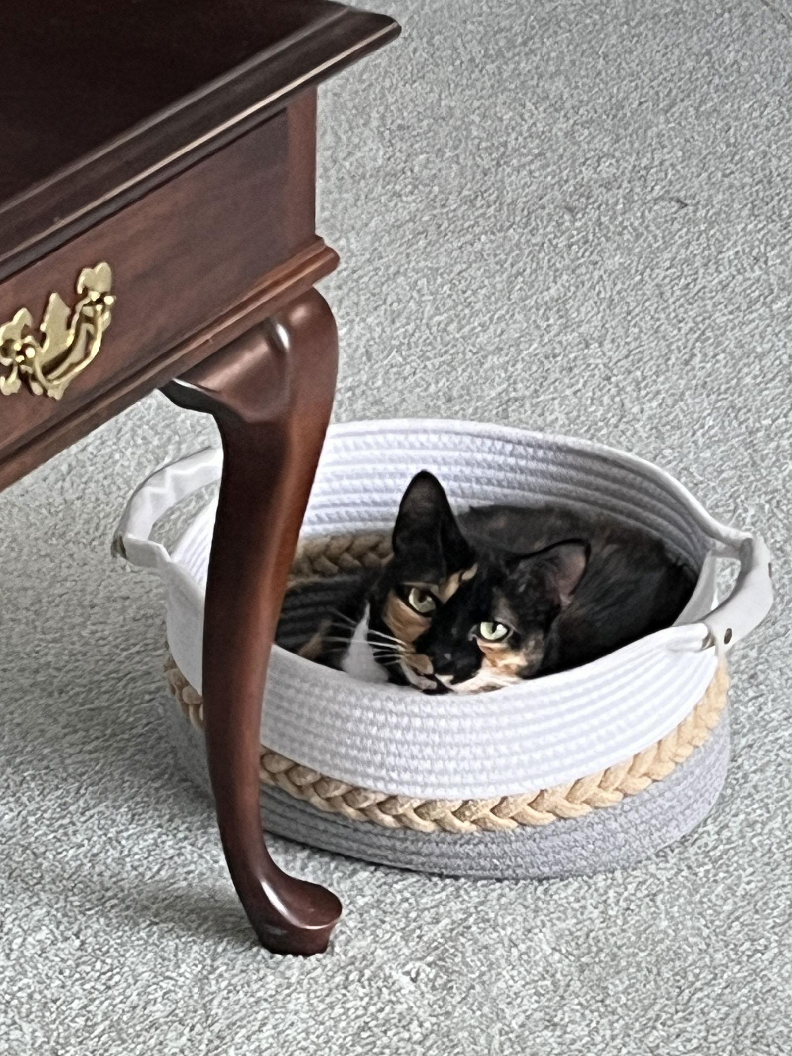 Pixie Dust, Adoptable, Adult Female Domestic Short Hair.