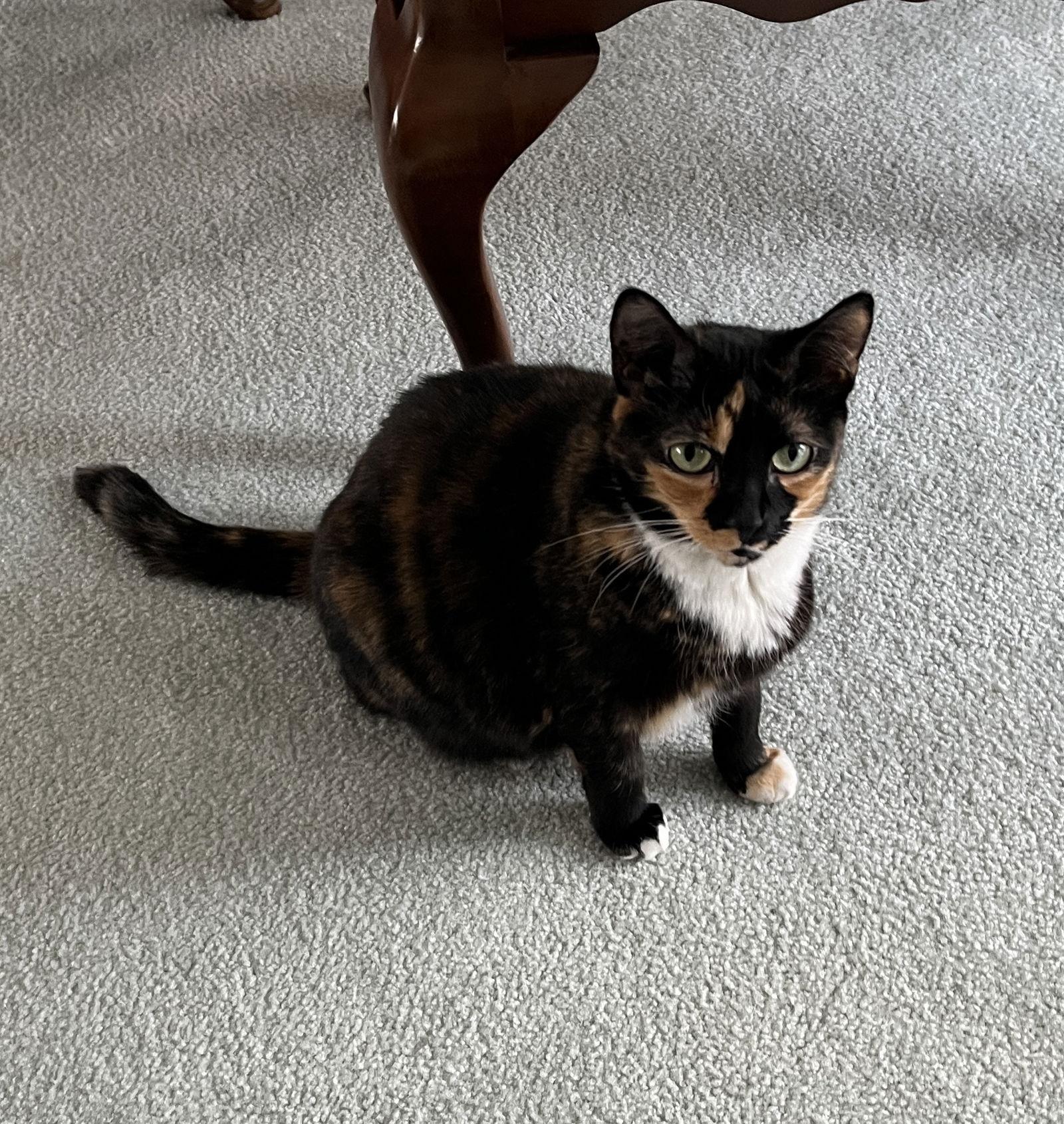 Enlarge Pixie Dust, a Adoptable Domestic Short Hair in Broomall, PA image 3/3