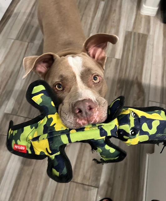 Meatloaf, Adoptable, Adult Male American Staffordshire Terrier.