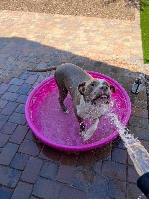 Enlarge Meatloaf, a Adoptable American Staffordshire Terrier in Phoenix, AZ image 2/6