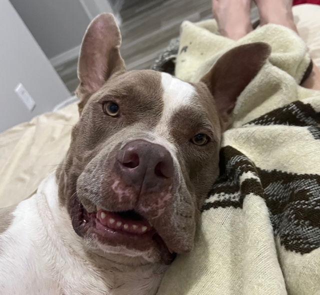 Enlarge Meatloaf, a Adoptable American Staffordshire Terrier in Phoenix, AZ image 3/6