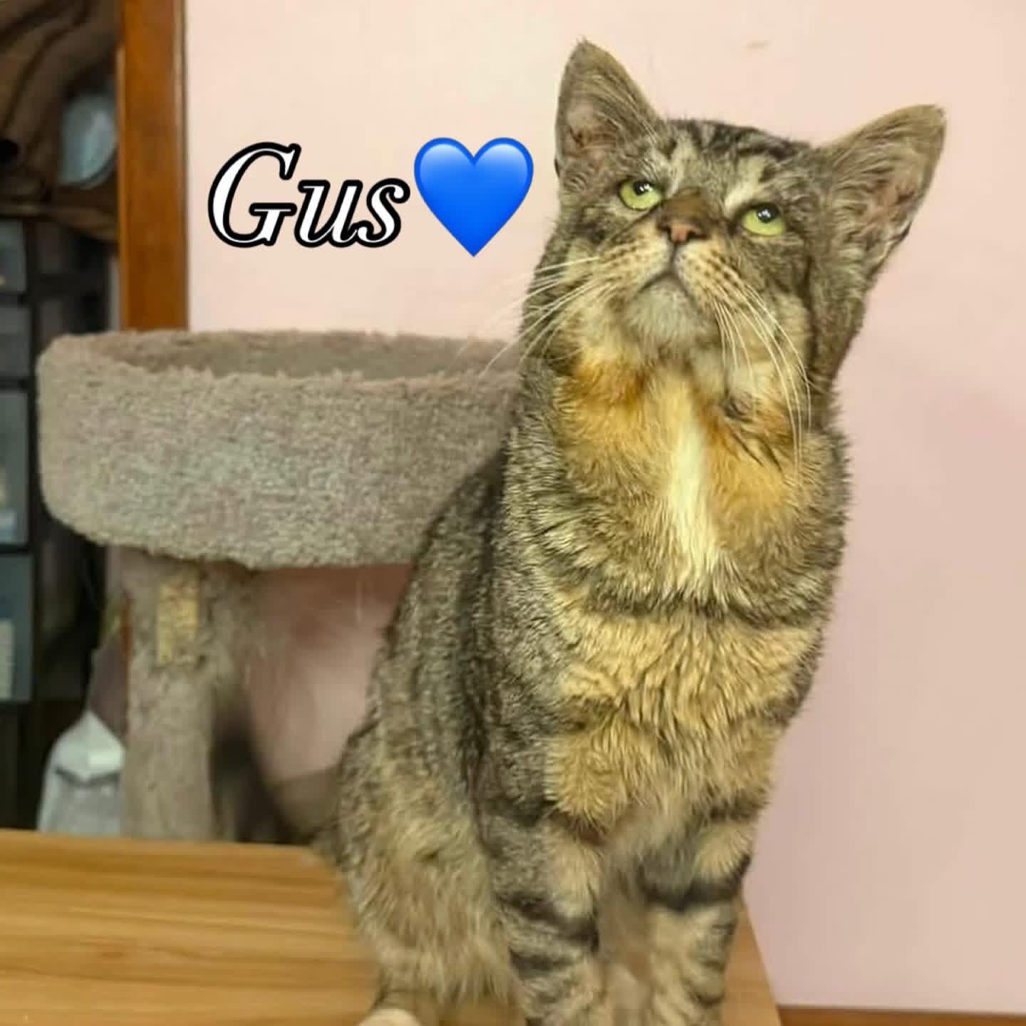 Gus, Adoptable, Adult Male Domestic Short Hair.