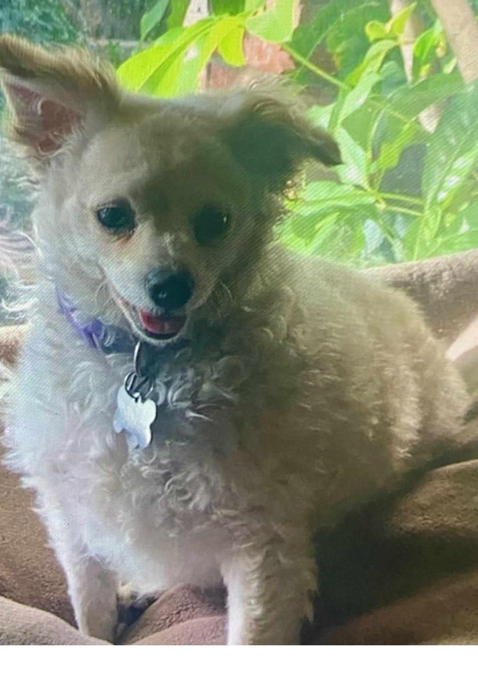 Enlarge Mandy and Becka, a Adopted Mixed Breed in Woodland Hills, CA image 2/3