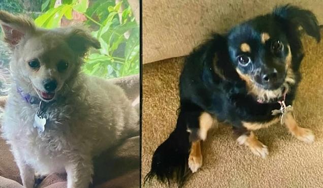 Enlarge Mandy and Becka, a Adopted Mixed Breed in Woodland Hills, CA image 1/3