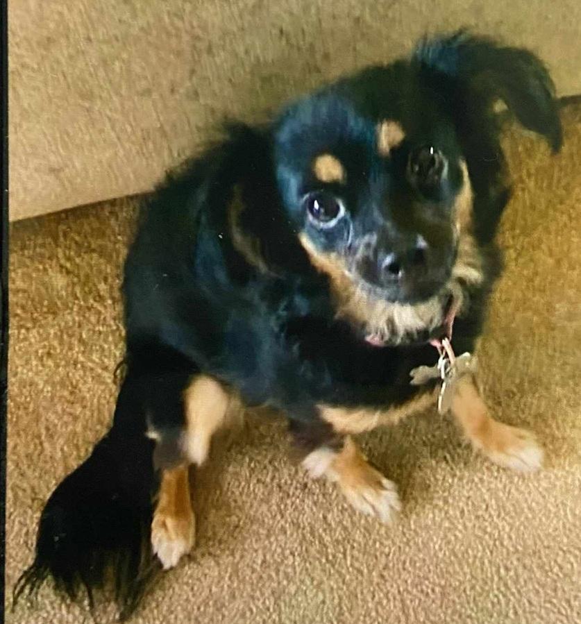 Enlarge Mandy and Becka, a Adopted Mixed Breed in Woodland Hills, CA image 3/3