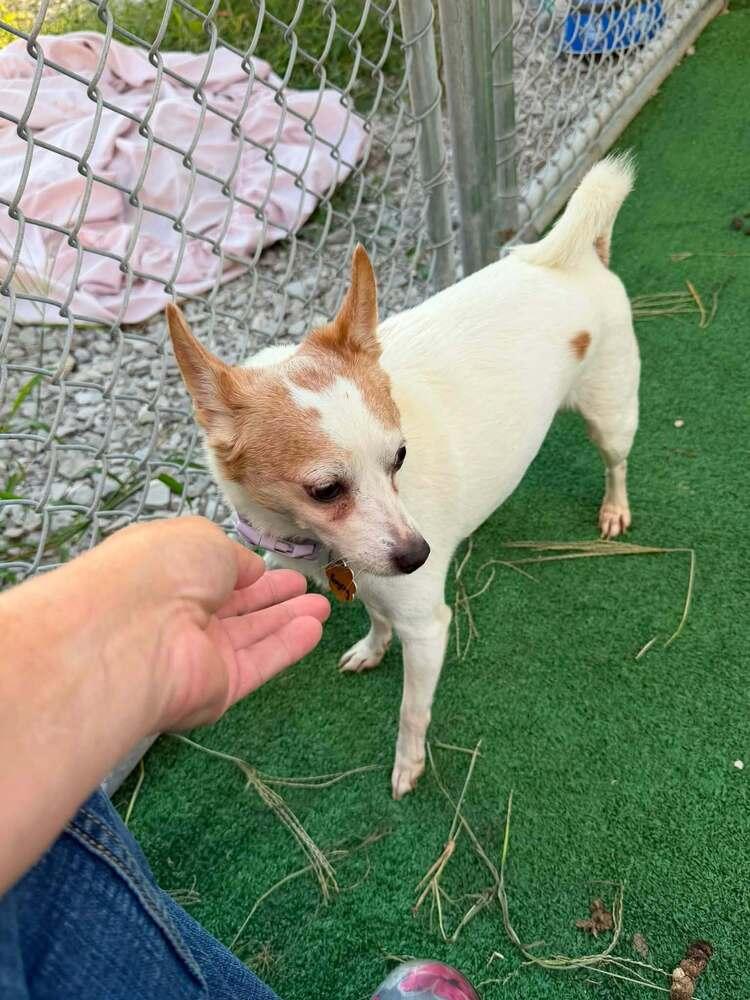 Enlarge Bogey, a Adoptable mixed breed in Waterloo, IL image 1/3
