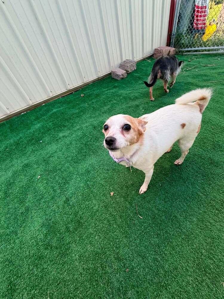 Enlarge Bogey, a Adoptable mixed breed in Waterloo, IL image 2/3