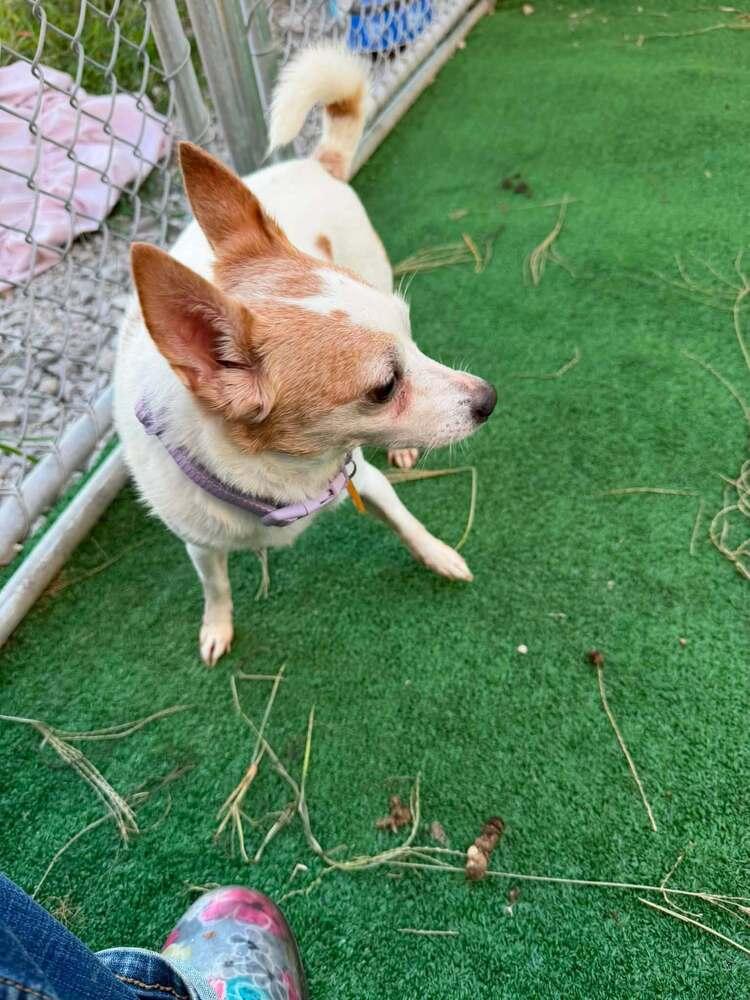 Enlarge Bogey, a Adoptable mixed breed in Waterloo, IL image 3/3