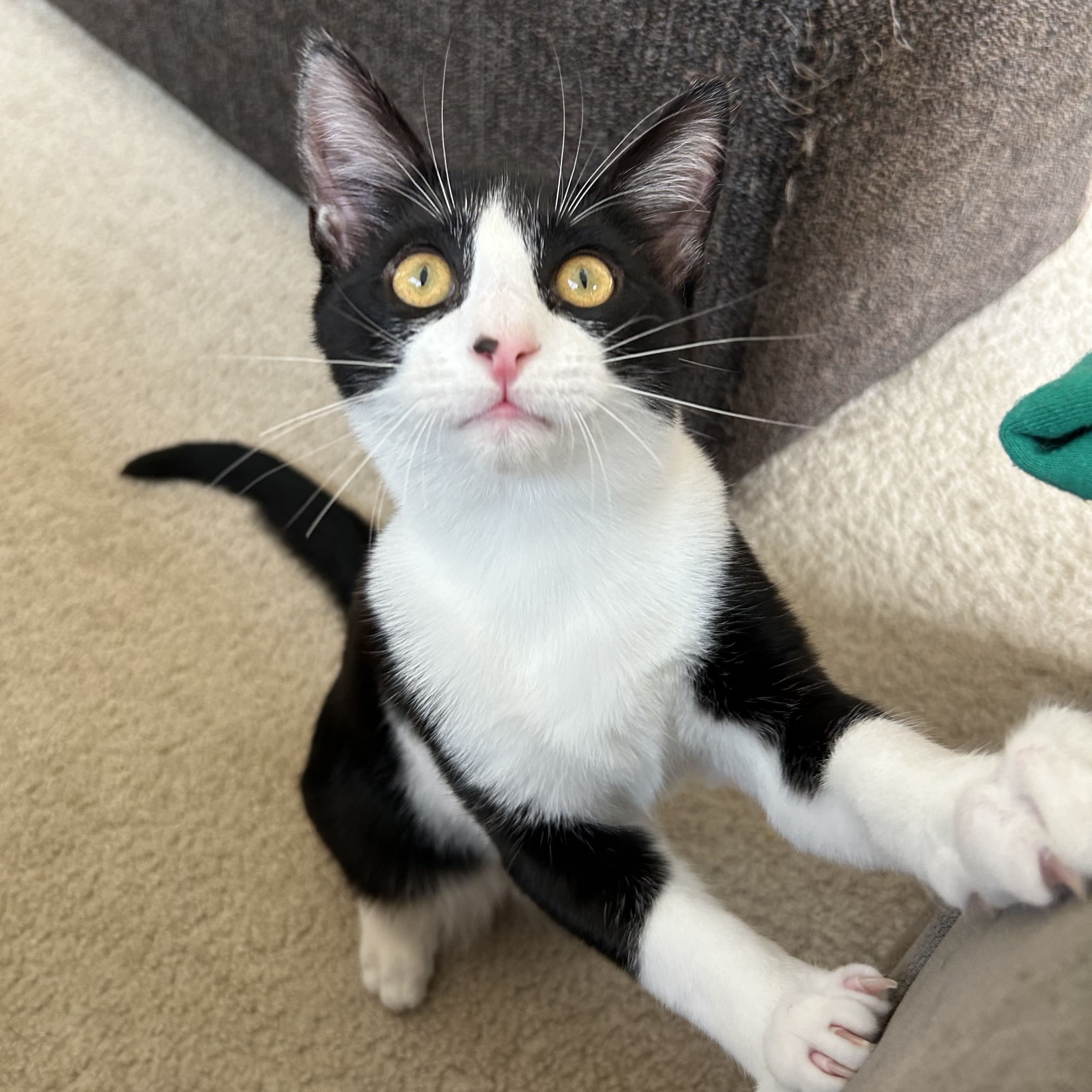 Enlarge Pine, a Adopted Domestic Short Hair in Fresh Meadows, NY image 2/6