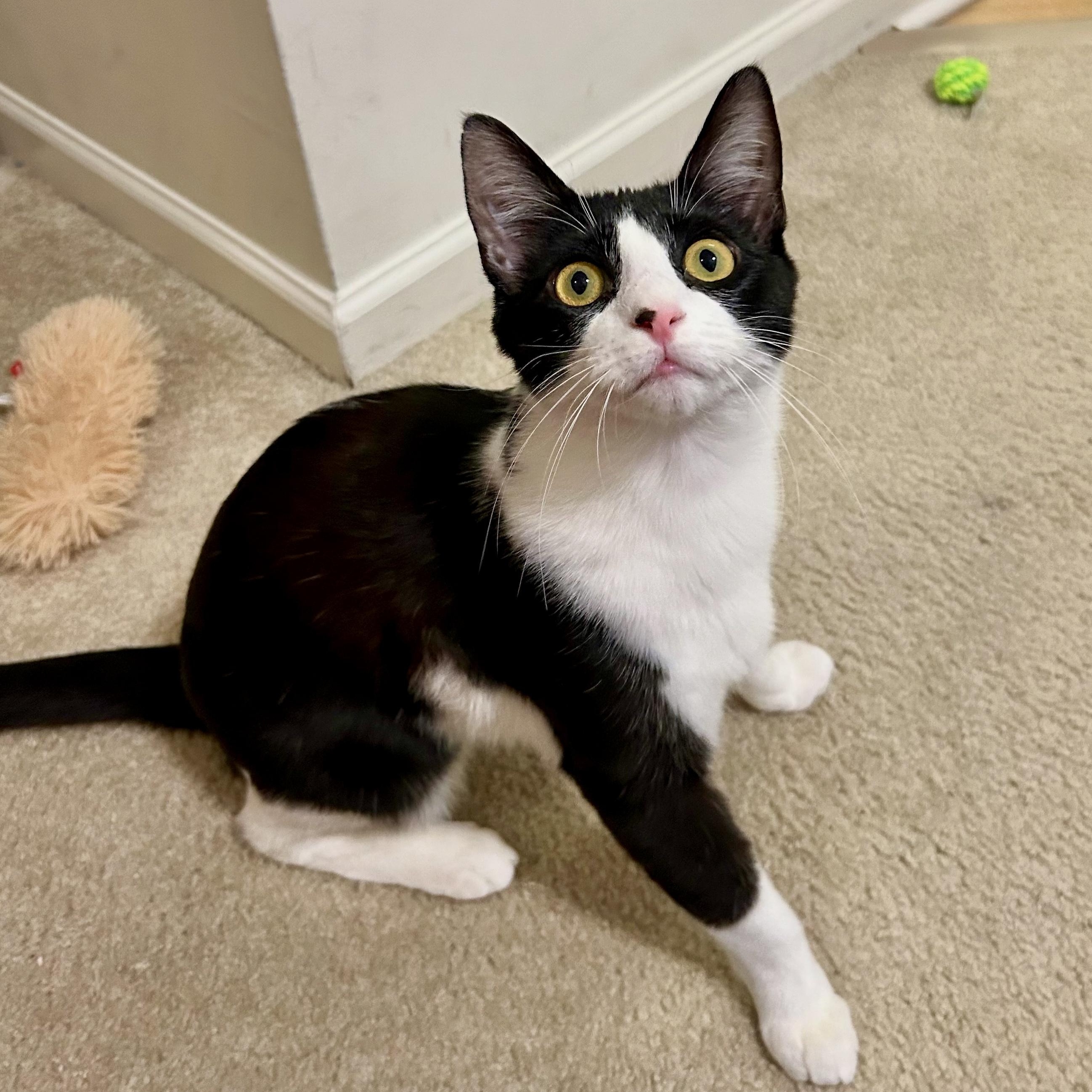 Enlarge Pine, a Adopted Domestic Short Hair in Fresh Meadows, NY image 1/6