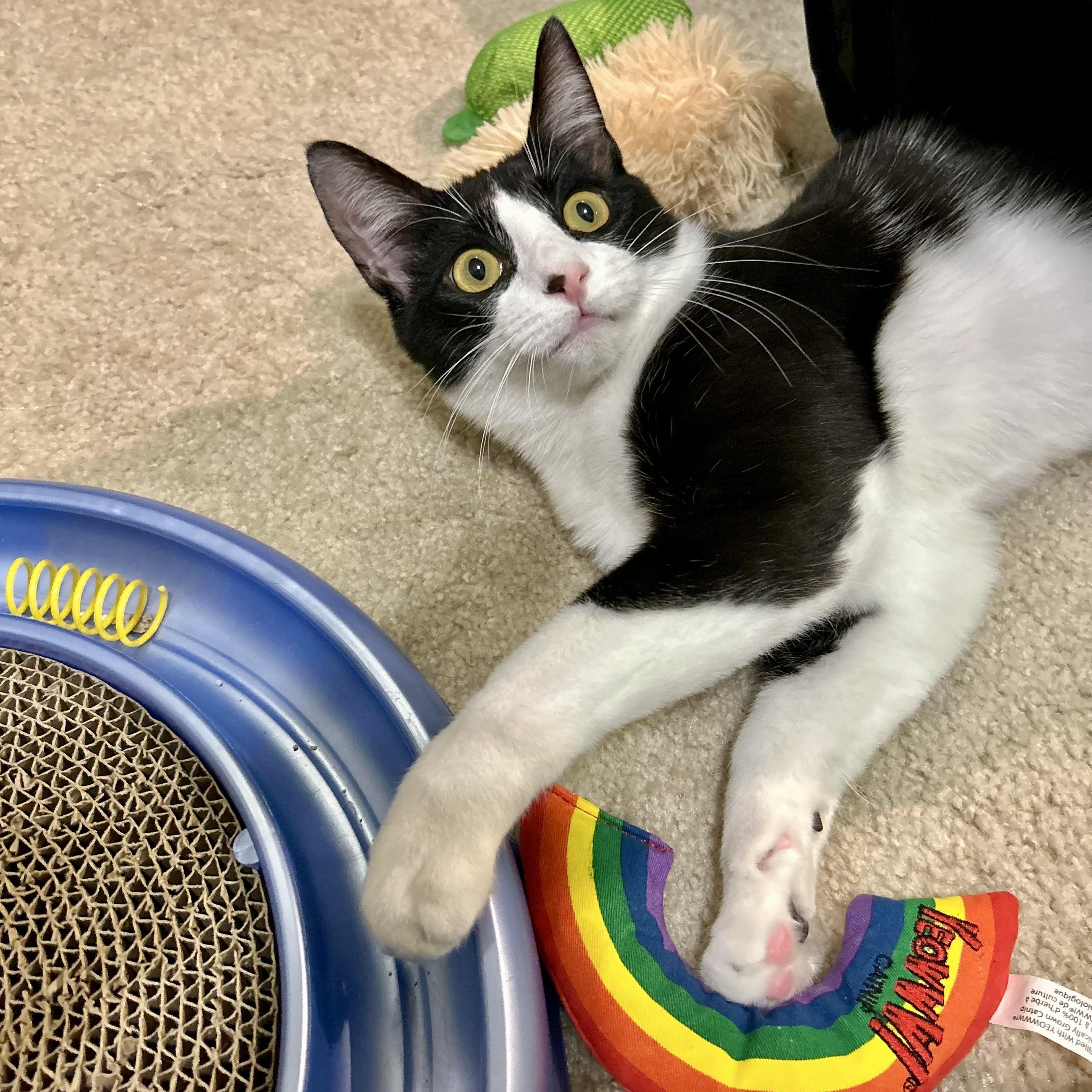 Enlarge Pine, a Adopted Domestic Short Hair in Fresh Meadows, NY image 5/6