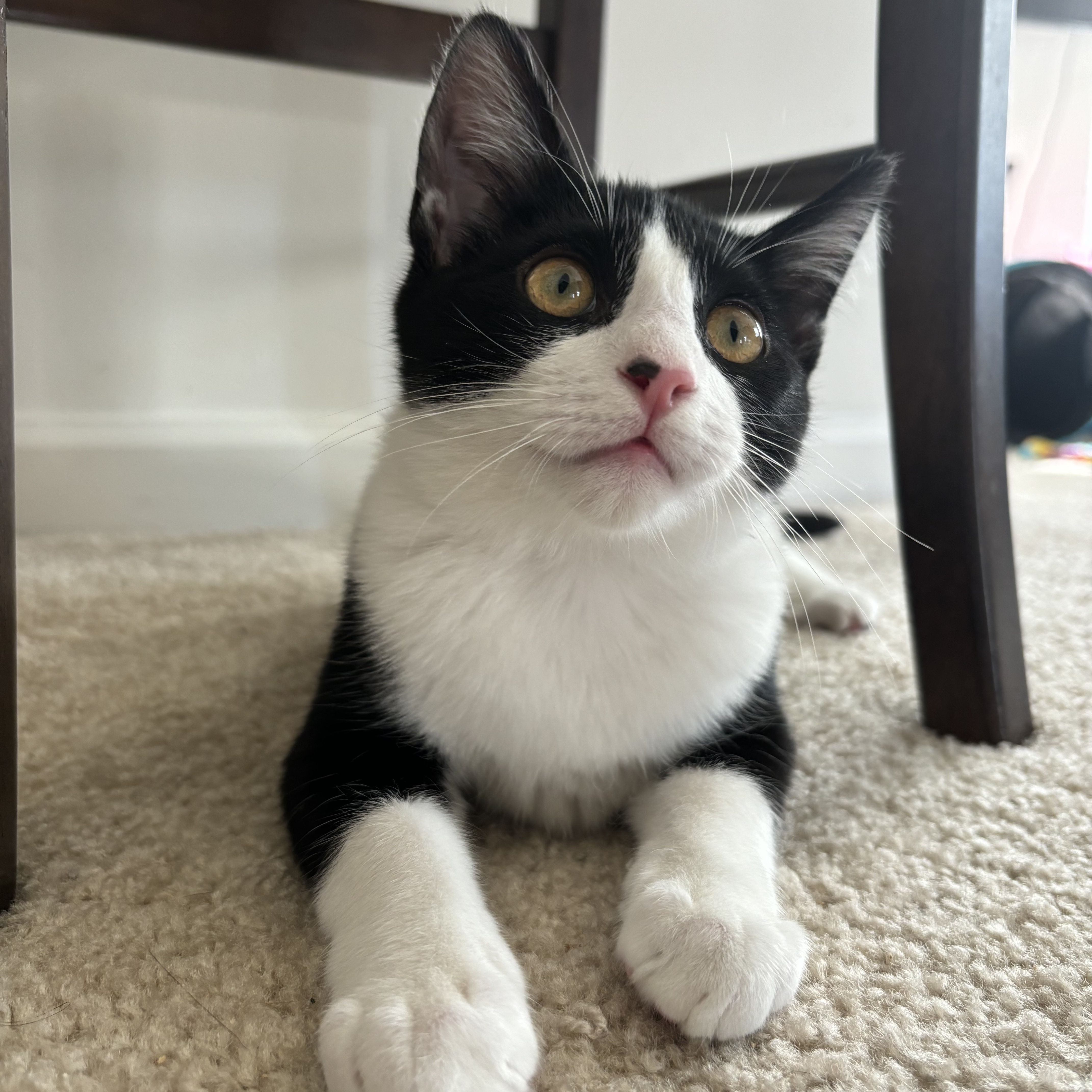 Enlarge Pine, a Adopted Domestic Short Hair in Fresh Meadows, NY image 6/6