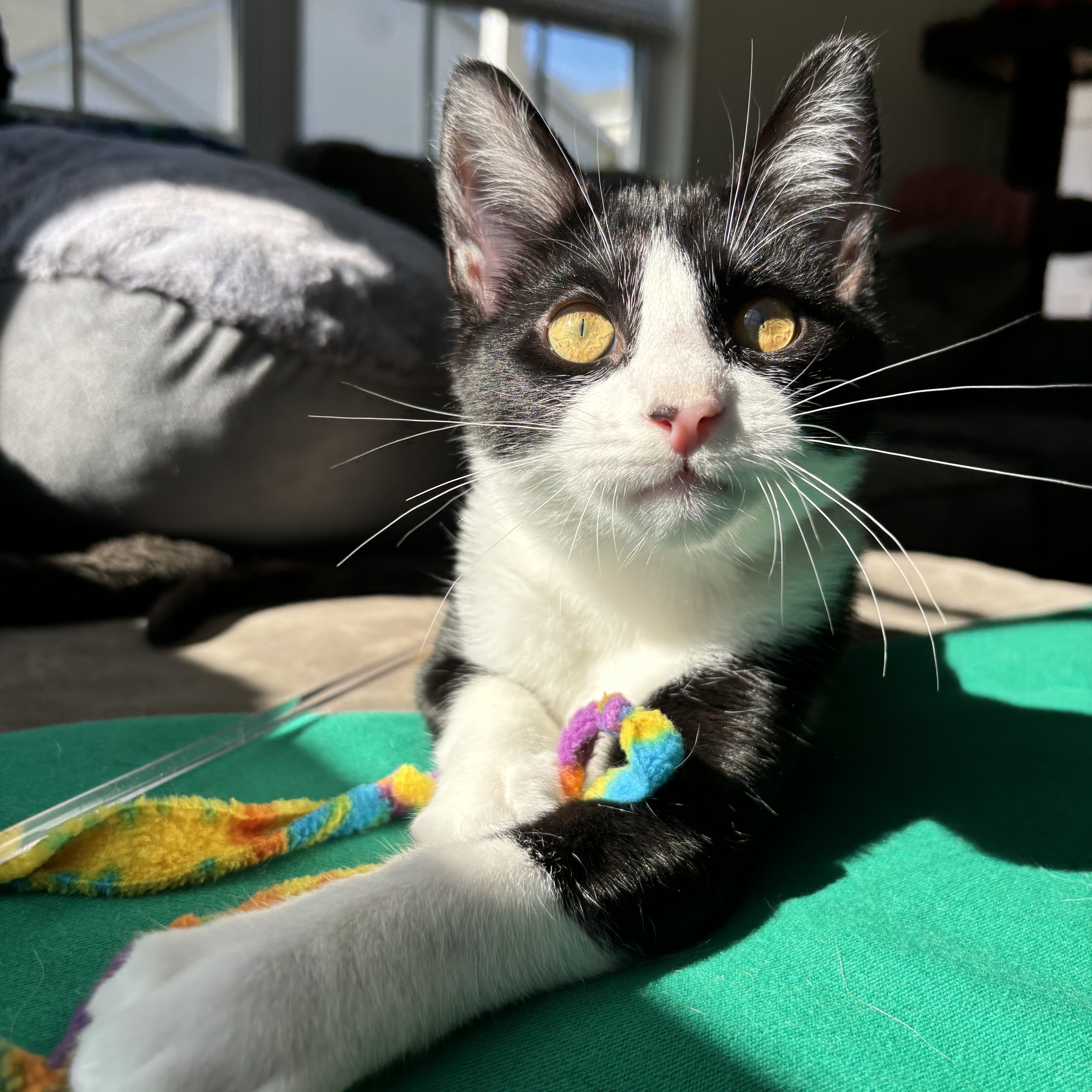 Enlarge Pine, a Adopted Domestic Short Hair in Fresh Meadows, NY image 3/6