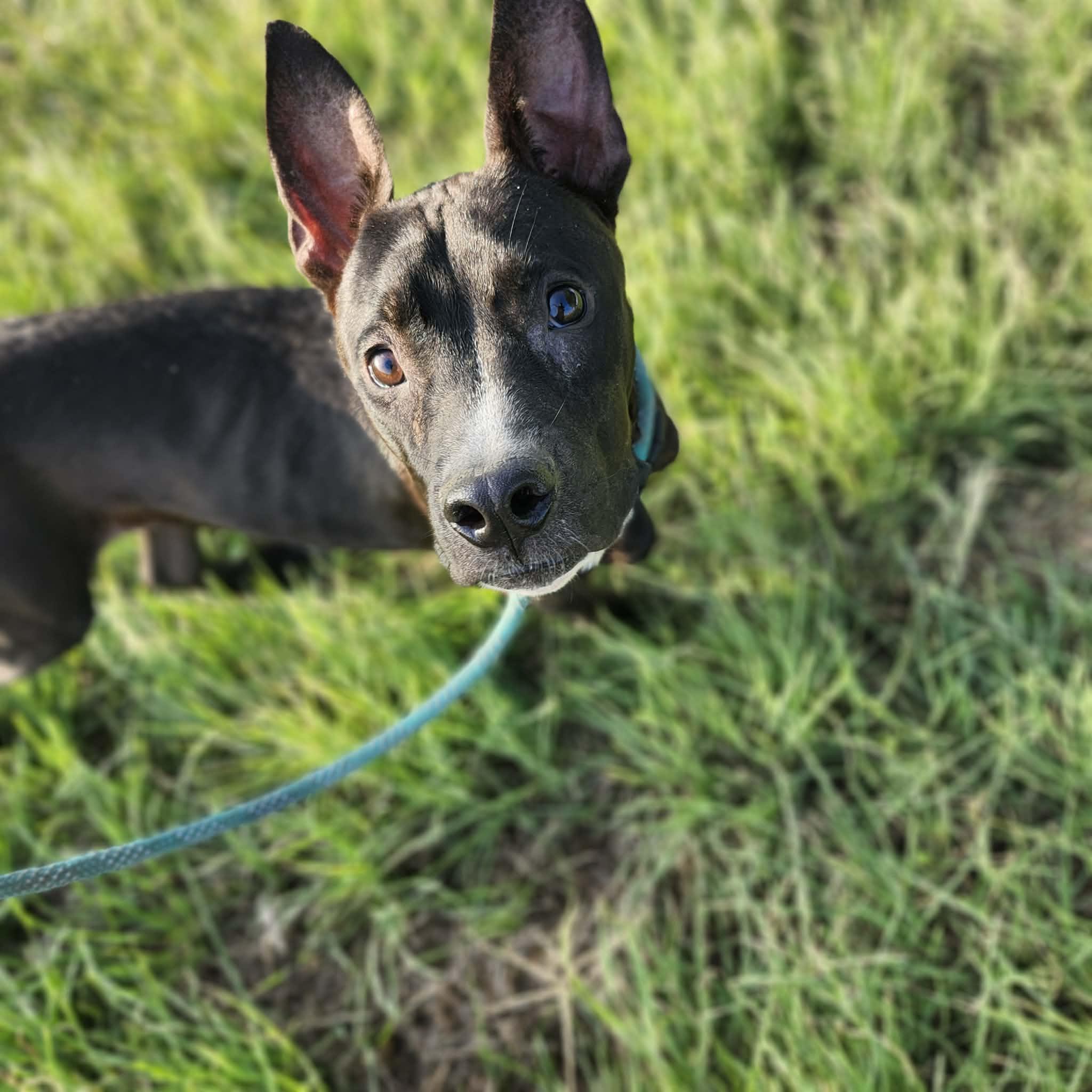 Dodders, Adopted, Young Male Pit Bull Terrier & American Bully.
