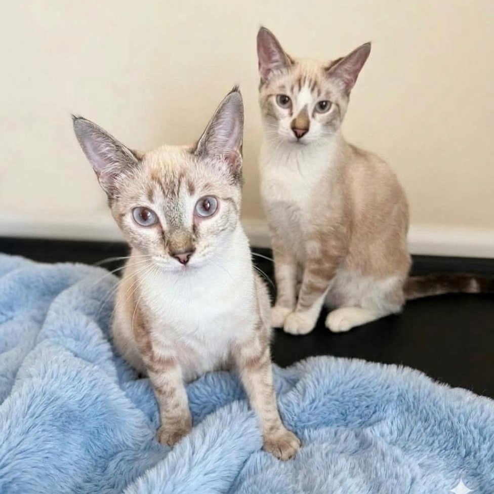 Enlarge Bonnie, a Adoptable Siamese in SCOTTSDALE, AZ image 2/2