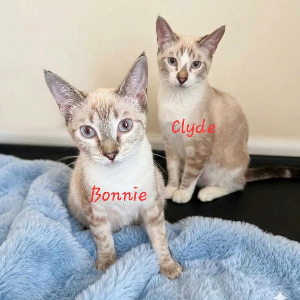 Bonnie, Adoptable, Kitten Female Siamese.