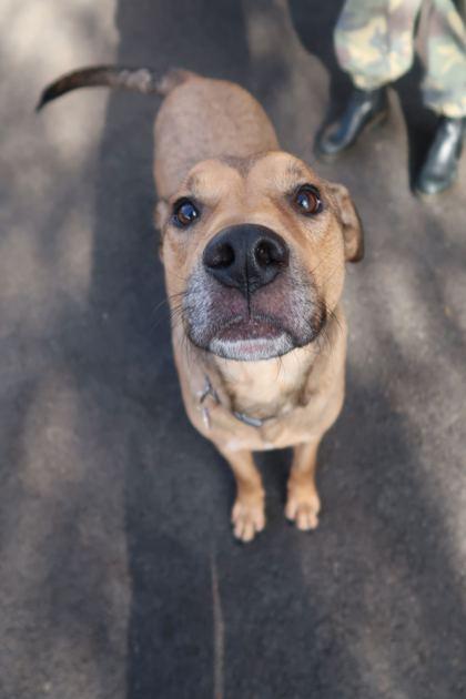 Enlarge Topspin, a Adoptable mixed breed in Chicago, IL image 1/2