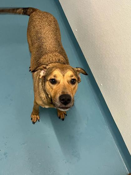 Enlarge Topspin, a Adoptable mixed breed in Chicago, IL image 2/2