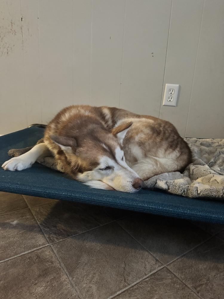 Enlarge Soraya (Copper Husky), a ADOPTABLE Siberian Husky in Franklin, TN image 4/6