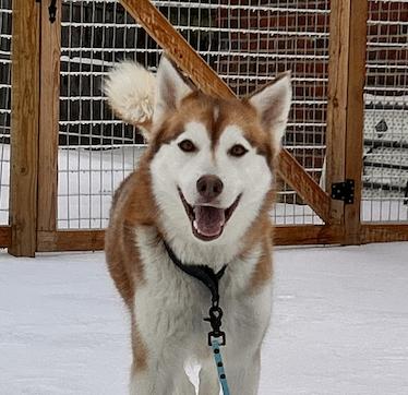 Enlarge Soraya (Copper Husky), a ADOPTABLE Siberian Husky in Franklin, TN image 2/6