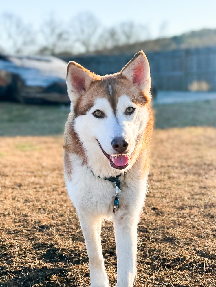 Enlarge Soraya (Copper Husky), a ADOPTABLE Siberian Husky in Franklin, TN image 1/6