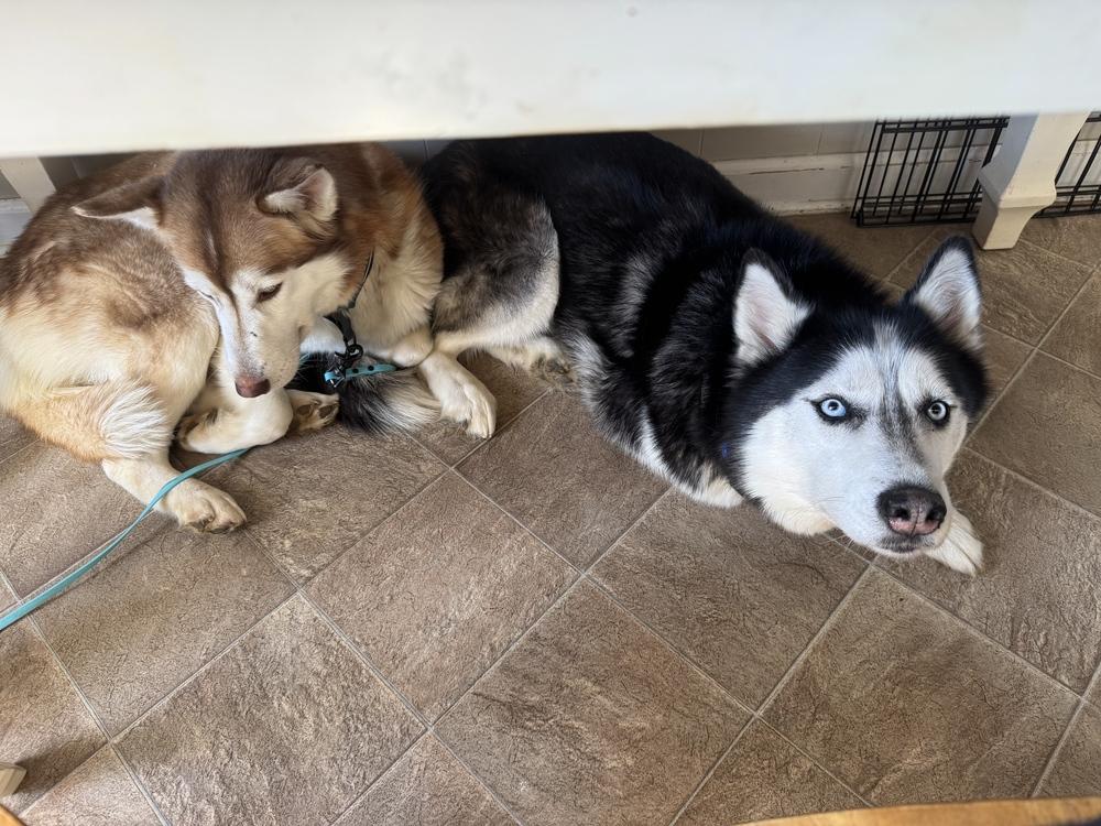 Enlarge Soraya (Copper Husky), a ADOPTABLE Siberian Husky in Franklin, TN image 3/6
