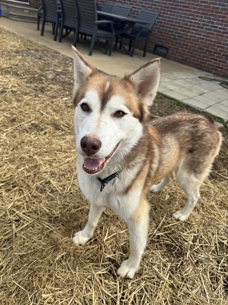 Enlarge Soraya (Copper Husky), a ADOPTABLE Siberian Husky in Franklin, TN image 6/6