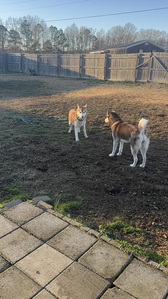 Enlarge Soraya (Copper Husky), a ADOPTABLE Siberian Husky in Franklin, TN image 5/6