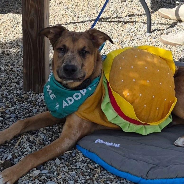 Kenny, Adoptable, Young Male Belgian Shepherd / Malinois & Australian Shepherd.