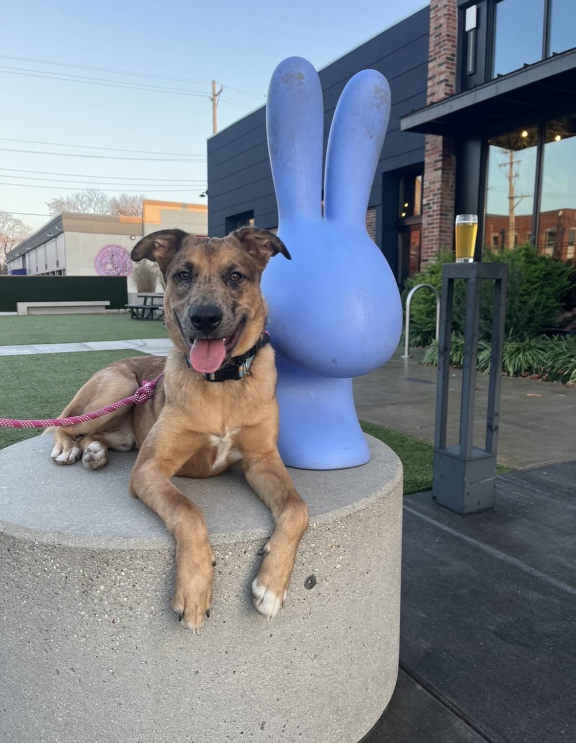 Enlarge Kenny, a Adoptable mixed breed in Louisville, KY image 2/6