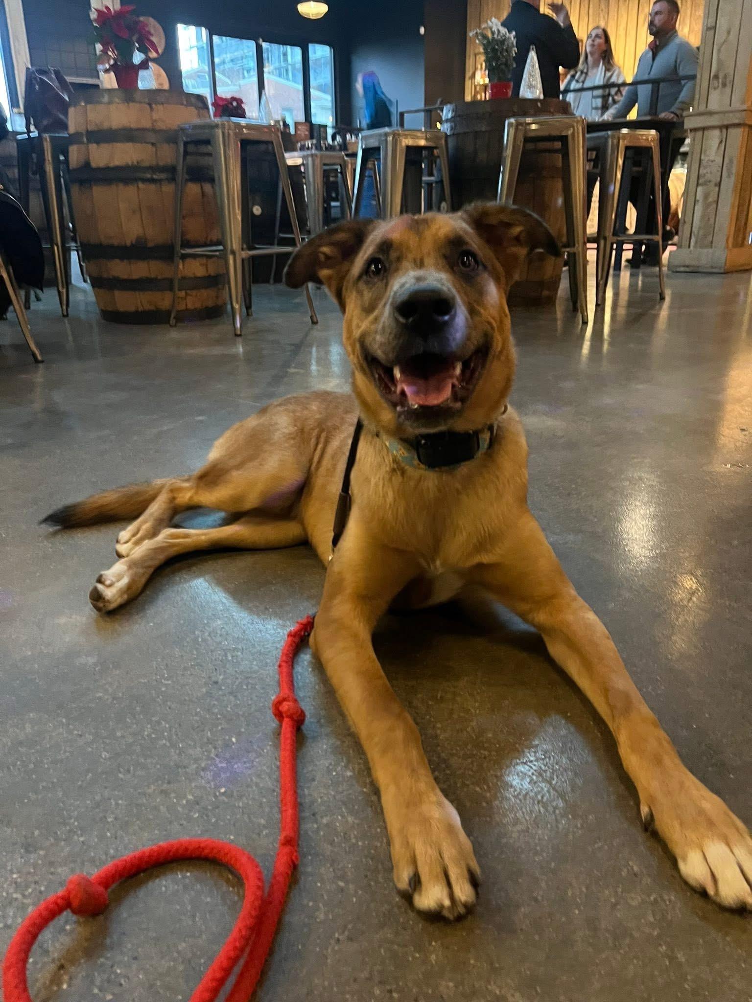 Enlarge Kenny, a Adoptable mixed breed in Louisville, KY image 3/6